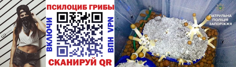 Псилоцибиновые грибы Cubensis  Пикалёво 